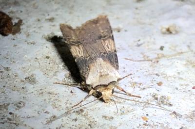 <i>Agrotis puta</i>