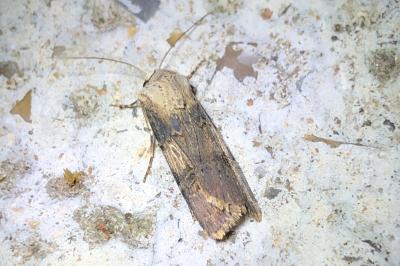 <i>Agrotis puta</i>