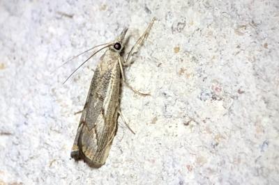 <i>Agriphila geniculea</i>
