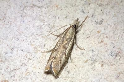 <i>Agriphila geniculea</i>