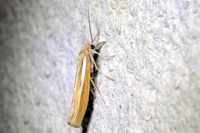 <i>Agriphila tristella</i>
