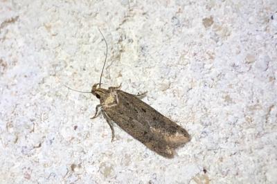 <i>Hofmannophila pseudospretella</i>