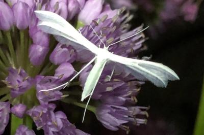 <i>Pterophorus pentadactylus</i>