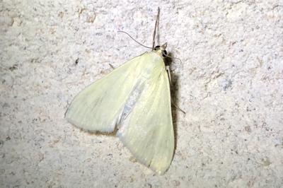 <i>Sitochroa palealis</i>