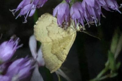 <i>Camptogramma bilineata</i>