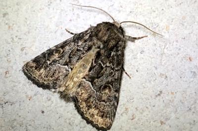 <i>Thalpophila matura</i>