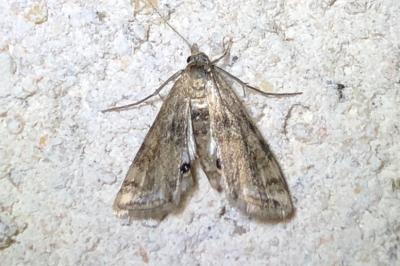<i>Cataclysta lemnata</i>