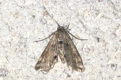 <i>Cataclysta lemnata</i>