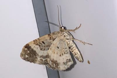 <i>Epirrhoe alternata</i>