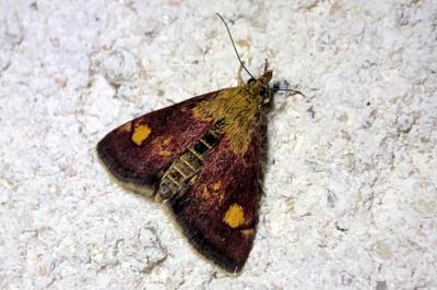 <i>Pyrausta aurata</i>