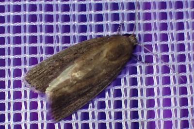 <i>Proxenus hospes</i>