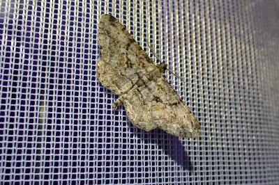 <i>Peribatodes rhomboidaria</i>