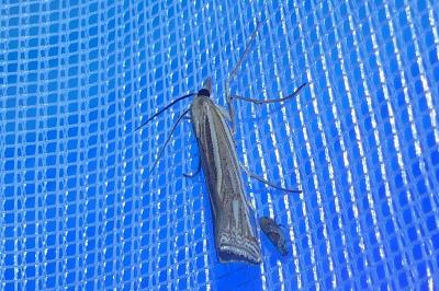 <i>Ancylolomia tentaculella</i>