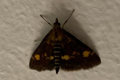 <i>Pyrausta aurata</i>
