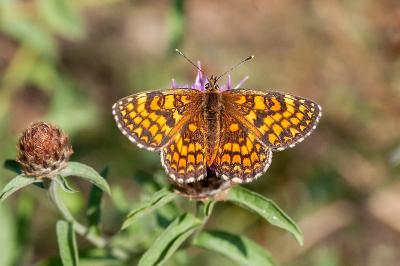 <i>Melitaea athalia</i>