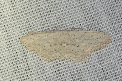 <i>Idaea seriata</i>