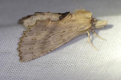 <i>Pterostoma palpina</i>