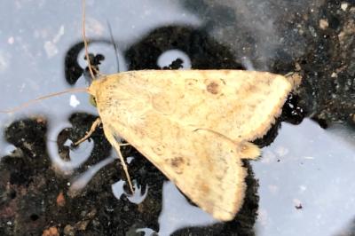 <i>Helicoverpa armigera</i>