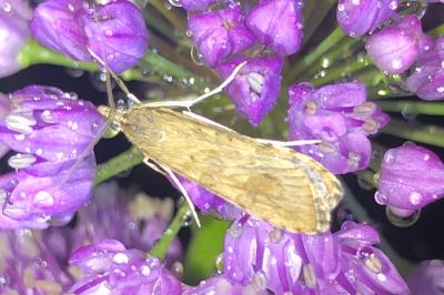 <i>Nomophila noctuella</i>