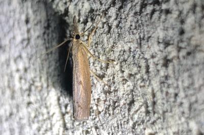 <i>Pediasia contaminella</i>