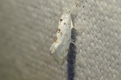 <i>Niphonympha dealbatella</i>
