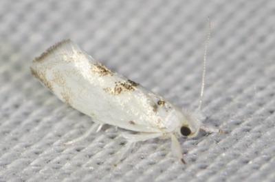 <i>Niphonympha dealbatella</i>