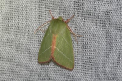 <i>Pseudoips prasinanus</i>