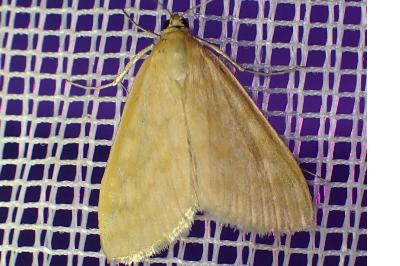 <i>Sitochroa verticalis</i>