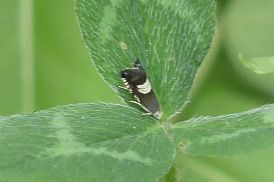 <i>Grapholita compositella</i>