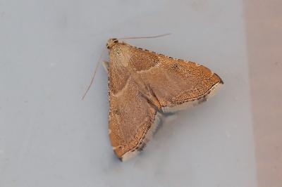 <i>Endotricha flammealis</i>