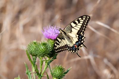 <i>Papilio machaon</i>