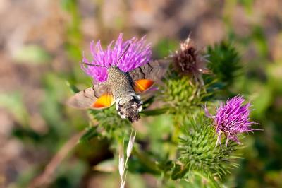 <i>Macroglossum stellatarum</i>