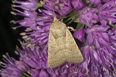 <i>Hoplodrina ambigua</i>