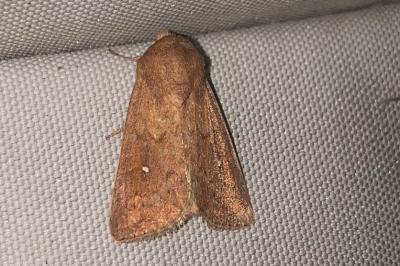 <i>Mythimna albipuncta</i>