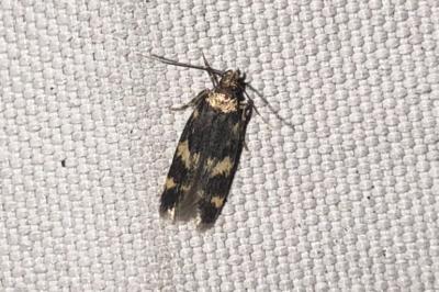 <i>Oegoconia</i>