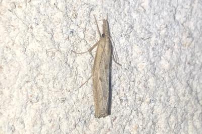 <i>Pediasia contaminella</i>