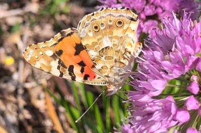 <i>Vanessa cardui</i>