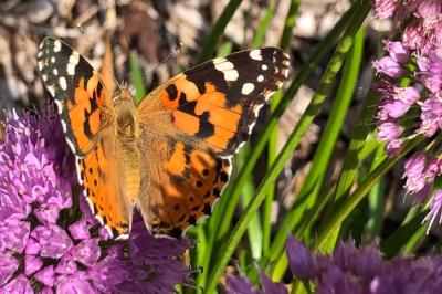<i>Vanessa cardui</i>