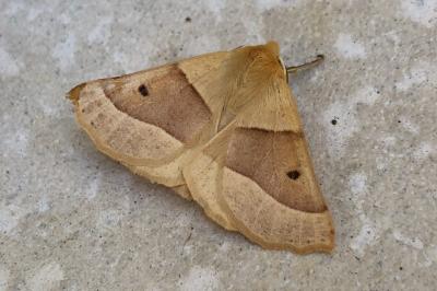 <i>Crocallis elinguaria</i>