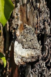 <i>Hipparchia fagi</i>