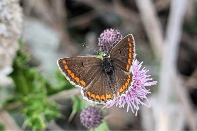 <i>Aricia agestis</i>