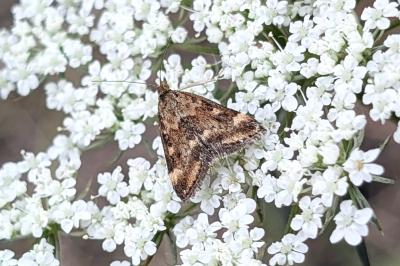 <i>Pyrausta despicata</i>