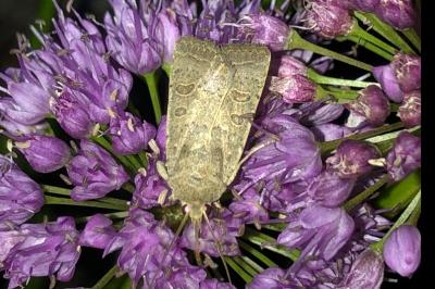 <i>Hoplodrina ambigua</i>