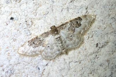 <i>Idaea rusticata</i>