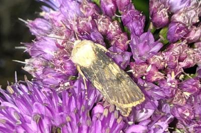<i>Agrotis puta</i>