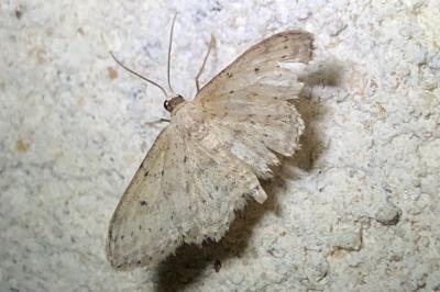 <i>Idaea seriata</i>