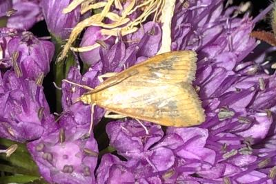 <i>Udea ferrugalis</i>