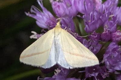 <i>Rhodometra sacraria</i>