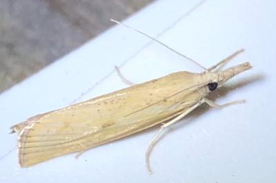 <i>Agriphila inquinatella</i>