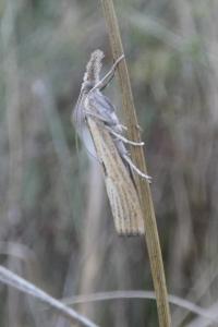 <i>Agriphila inquinatella</i>